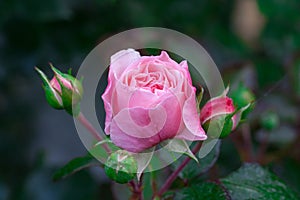 A gentle bud of a garden pink rose with dew drops