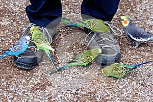 Gentle budgerigars  try to pick grains from a manâ€™s shoes