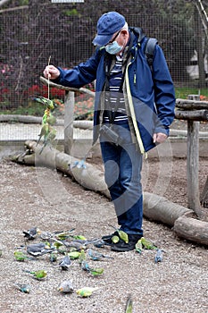 Gentle budgerigars  try to pick grains from a manâ€™s shoes