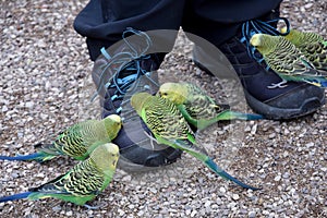 Gentle budgerigars  try to pick grains from a shoes