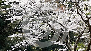 Gentle cherry blossom snowstorm in the fields