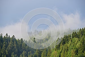 Gentle clouds over the coniferous forest