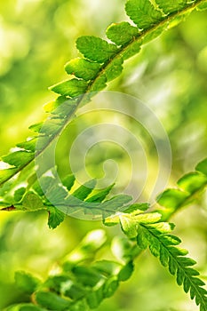 Gentle curves of Fern leaves. Polypodiopsida photo