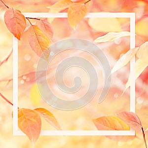 Gentle delicate autumn natural background with frame. Pink and yellow leaves in the autumn forest.