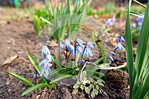 Gentle delicate blue snowdrops are blooming in early spring in garden. Awakening of nature, new life, revival, renaissance, renewa