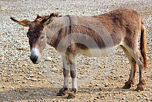 Gentle donkey