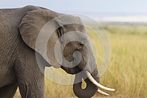 Gentle elephant eating