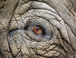 Gentle Elephant eye