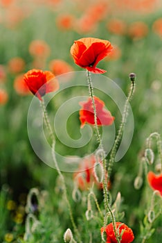 Gentle field poppies of red. Natural background of flowers and grass