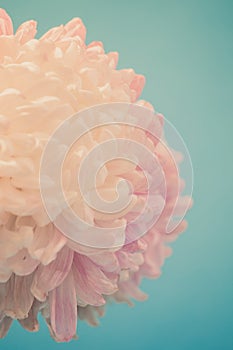 Gentle flower of chrysanthemum photo