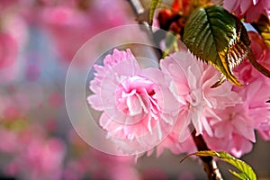 Gentle flowers of sakura