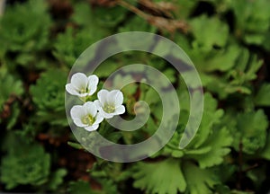 Gentle flowers of the Saxifraga moschata