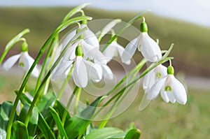 Gentle and fragile first springtime tender snowdrops flowers