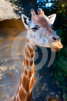 A gentle giraffe