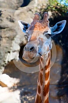 A gentle giraffe