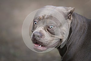 Gentle girl dog breed American bull portrait of a beautiful cute dog looking like a pit bull grey dog Pastel co