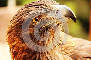 Gentle Golden Eagle