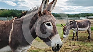 Gentle Grazers: A Pair of Donkeys at Pasture. Concept Donkeys, Grazing, Pasture, Gentle, Peaceful