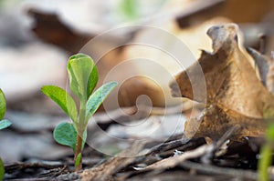 Gentle green spring sprout in the forest against the backdrop of wild nature closeup