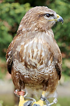 Gentle hawk sitting on unknown bird watcher hand