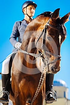 Gentle horseman riding dark-eyed saddle horse Professional racehorse.