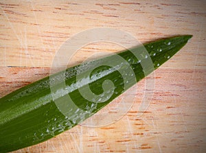 Gentle leaf of a green plant with drops of dew