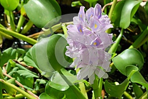 Water hyacinth Eichornia Eichornia crassipes in an artificial pond photo