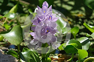 Water hyacinth Eichornia Eichornia crassipes in an artificial pond photo