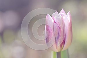 Gentle mauve tulip blured background, copyspace left