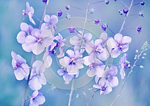 Gentle meadow lilac flowers of wild orchids. Soft delicate colors of spring flowers.