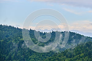 Gentle mist fading between the trees