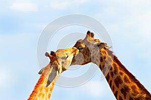 Gentle moment between  male and female  giraffes.