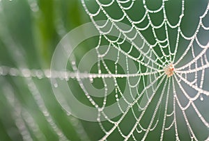 In the gentle morning mist, a delicate spiderweb glistens with dewdrops, capturing the ethereal beauty of natures