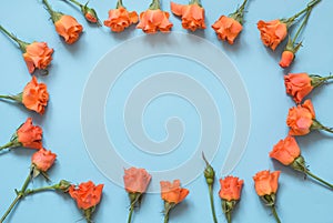 Gentle orange roses arranged on blue background. Top view. Floral pattern. Copy space. Spring.