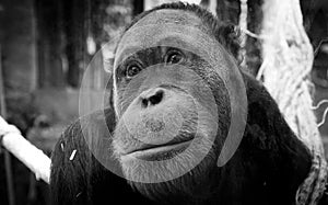 Gentle orangutan