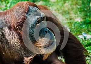 Gentle Orangutan