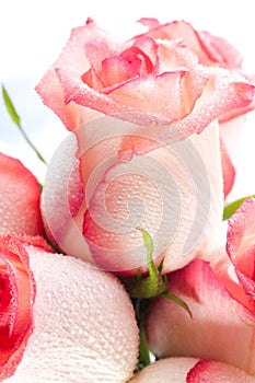 Gentle petals of roses