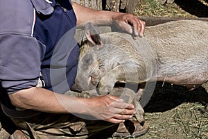 Gentle pig.