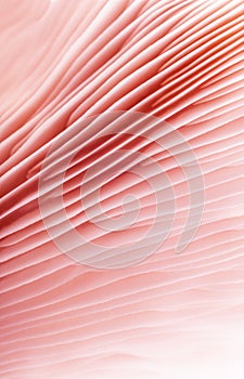 Gentle pink abstract background pink mycology photo