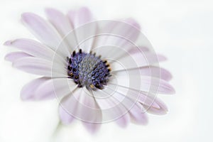 Gentle pink African daisy flower macro on light background