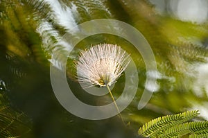 Gentle pink Albizia julibrissin flower