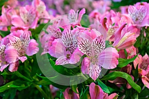 Gentle pink alstroemeria flowers in summer garden, park. floral background