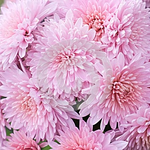 Gentle pink asters in autumn garden.Bunch of blooming Callistephus chinensis. Lush pale pink aster flowers on flower bed