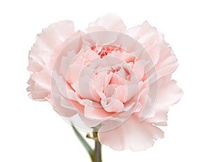 Gentle pink carnation flower