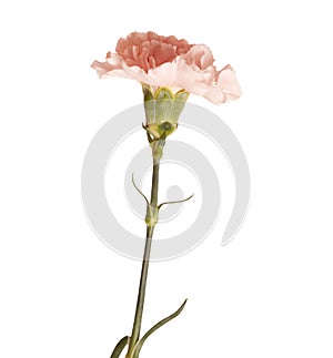 Gentle pink carnation flower