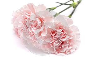 Gentle pink carnation flower