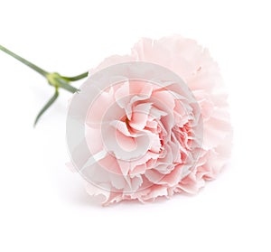 Gentle pink carnation flower