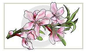Gentle pink color vector drawn flowers.