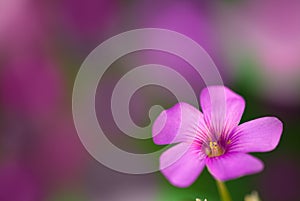 Gentle pink flower