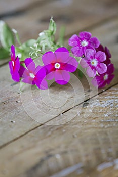 Gentle pink flower on table